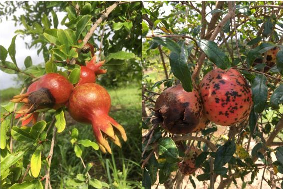 Figure 2. Fruit rot of pomegranate caused by Colletotrichum spp.